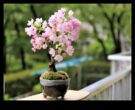 Çiçek Açan Bonsai Japon Bahçeciliğinin Zamansız Sanatı